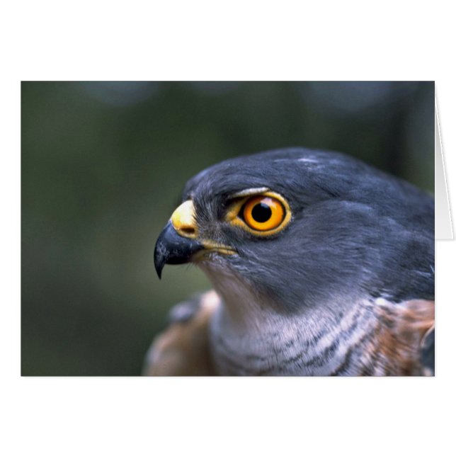 Cartão Pequeno Sparrowhawk (Frente Horizontal)