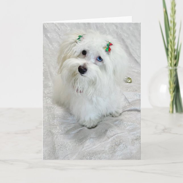 Cartão Pequeno tesouro (Frente)