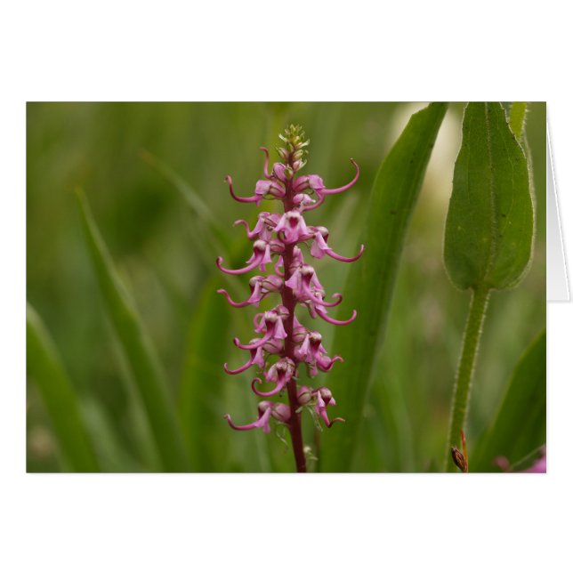 Cartão Pequenos Elefantes Vermelhos.Colorado 05 (Frente Horizontal)