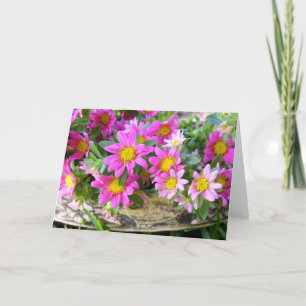 Cartão Pequenos Pinks