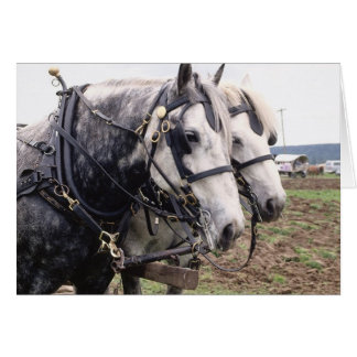 Cartão Percheron Tandem