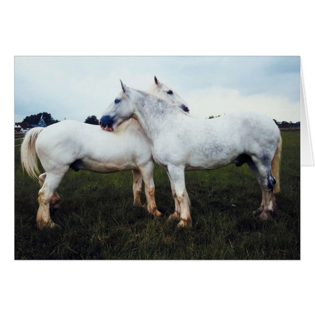 Cartão Percherons Cultivando Um Ao Outro (Frente Horizontal)
