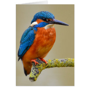 Cartão Perching Kingfisher
