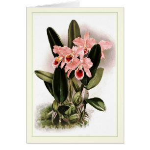 Cartão Percivaliana de Cattleya