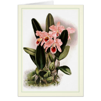 Cartão Percivaliana de Cattleya