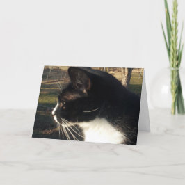 Cartão Perda de um gato Pet