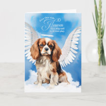 Perda de uma Simpatia Pet Cavalier King Charles Do