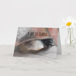 Cartão Perdão, Gatinho siamês Substituível Foto