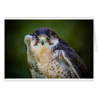 Cartão Peregrine Falcon