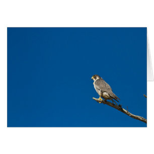 Cartão Peregrine Falcon