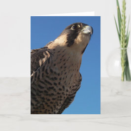 Cartão Peregrine Falcon