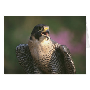 Cartão Peregrine Falcon