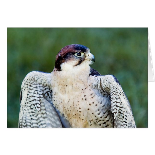 Cartão Peregrine Falcon (Frente Horizontal)