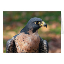 Peregrine Falcon