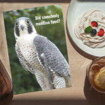 Peregrine Falcon Photo Funny Birthday Card