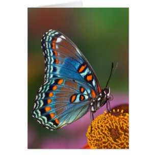 Cartão Perfil de borboleta em uma flor