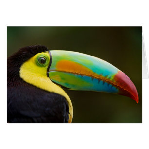 Cartão Perfil de um Toucan Quilha-faturado