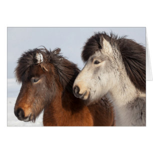 Cartão Perfil do Cavalo Islandês, Islândia