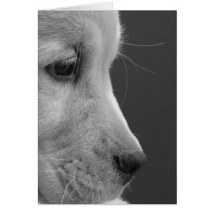 Cartão Perfil do filhote de cachorro de BW