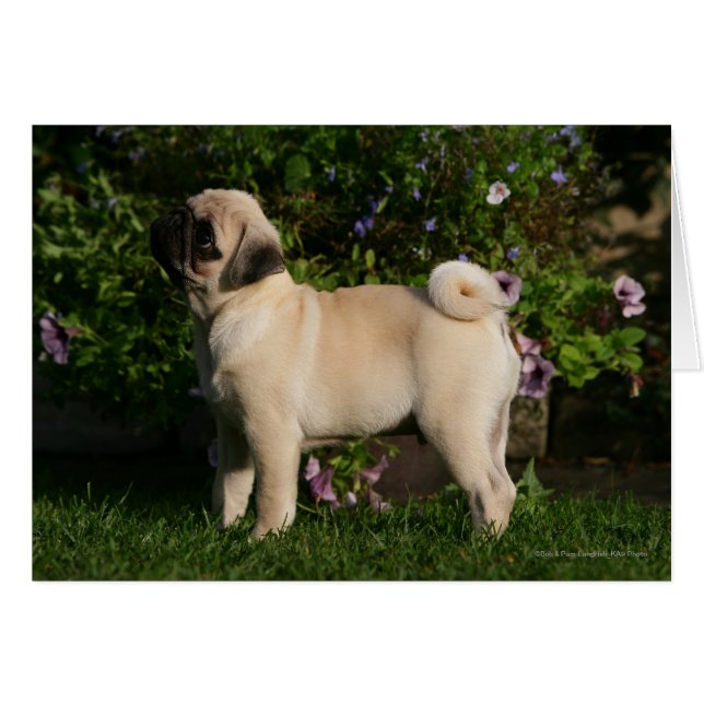 Cartão Perfil Fawn Pug (Frente Horizontal)