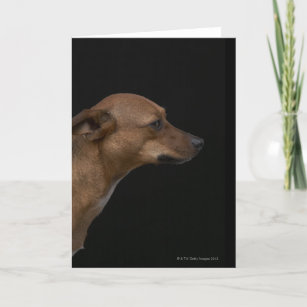 Cartão Perfil misturado do cão da raça no fundo preto