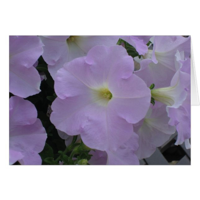 Cartão Perigo Roxo (Frente Horizontal)