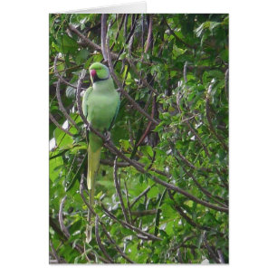 Cartão Periquito Ringneck