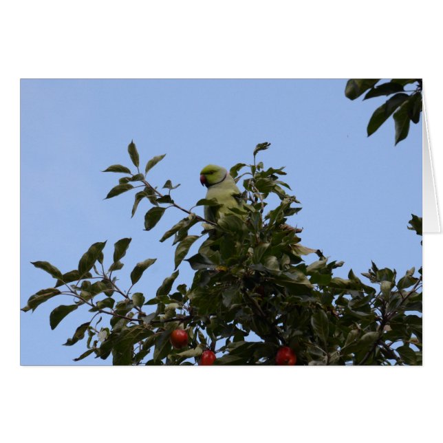 Cartão Periquito-verde (Frente Horizontal)