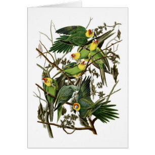 Cartão Periquitos da Carolina de Audubon