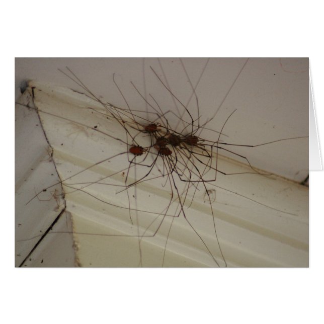 Cartão pernas longas de pai grande presentes de aranha (Frente Horizontal)