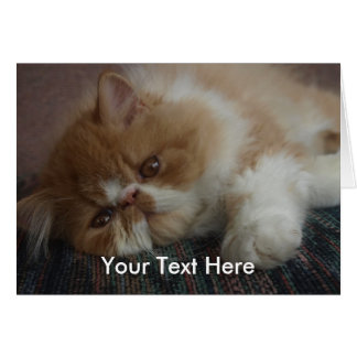 Cartão persa do gatinho