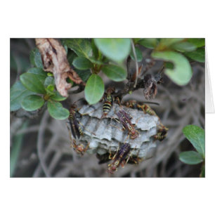 Cartão Perseguidor Jackers