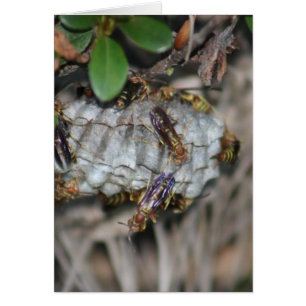 Cartão Perseguidor Jackers #2