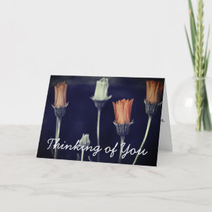 Cartão Personalizada Fotografia de margarida africana de 