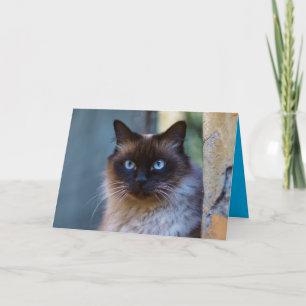 Cartão Personalizável de Gatinho Siamês Fofo