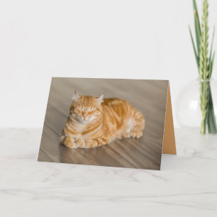 Cartão Personalizável do Gatinho Laranja Fofo