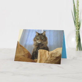 Cartão Personalizável do Gatinho Maine Coon Kitty