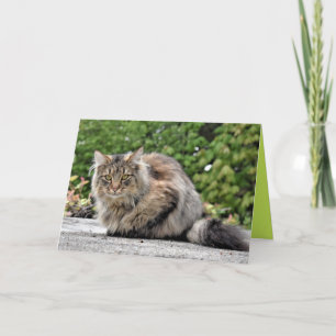 Cartão Personalizável Gatinho Gato Maine Coon Fofo