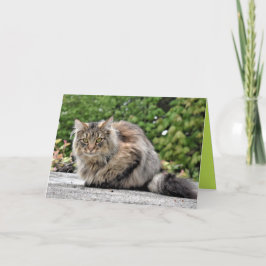 Cartão Personalizável Gato Gatito Maine Coon Fofo