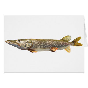 Cartão Pesca Pike Muski