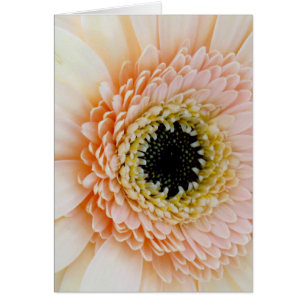 Cartão Pêssego bonito/Gerber de creme