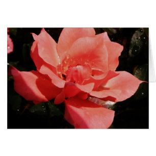 Cartão pêssego cor-de-rosa e dewdrops