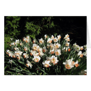 Cartão Pêssego Daffodiles