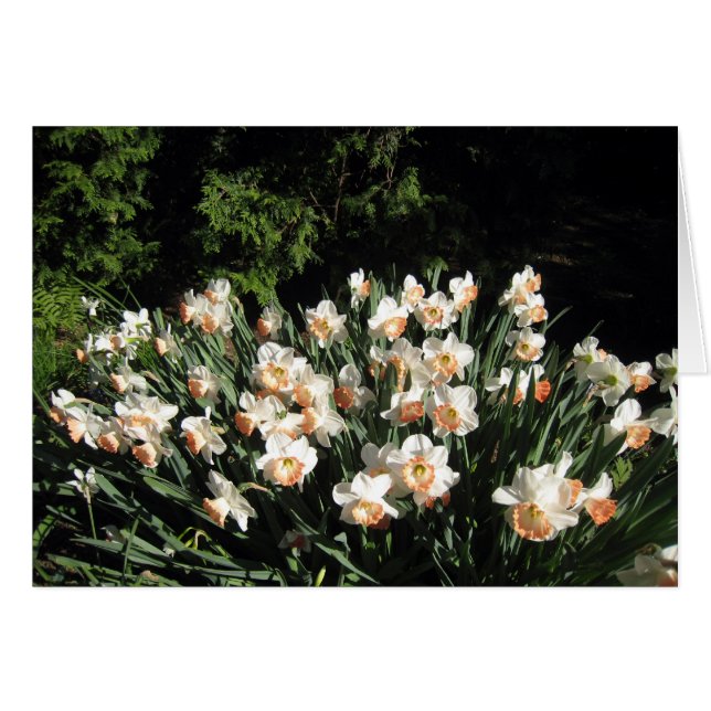 Cartão Pêssego Daffodiles (Frente horizontal)