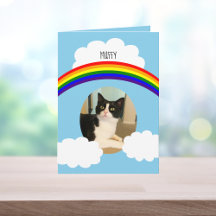 Pet Cat Rainbow Foto Sympathy