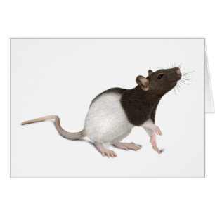Cartão Pet Rat Painting