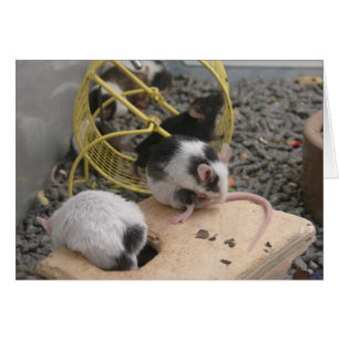 Cartão Pet Store Criteria