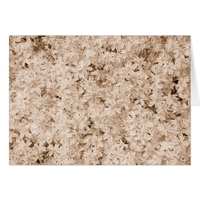 Cartão Pétalas cor-de-rosa (Frente Horizontal)