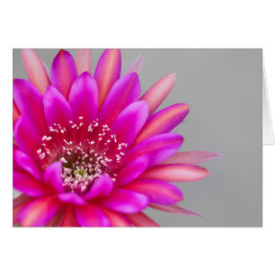 Cartão pétalas de flores de cacto rosa vibrantes.