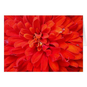 Cartão Pétalas vermelhas bonitas da flor